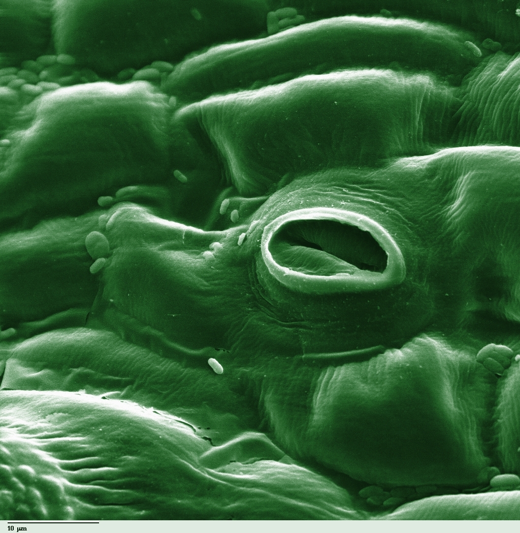 Stomata, klyvöppning Stomata (klyvöppning) på tomat