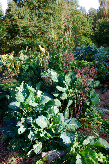 Perenn broccoli