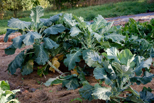 Jersey Walking Stick Kale